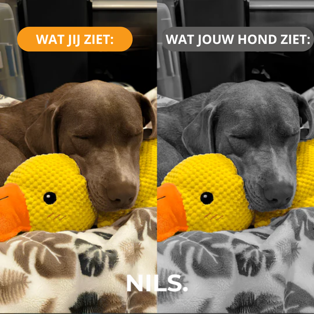 Serenosole™ CalmBuddy Anti-Stress Ente Hundespielzeug | Das ultimative Kuschelspielzeug für einen stressfreien Hund | Bester Stresskiller für Hunde 2024