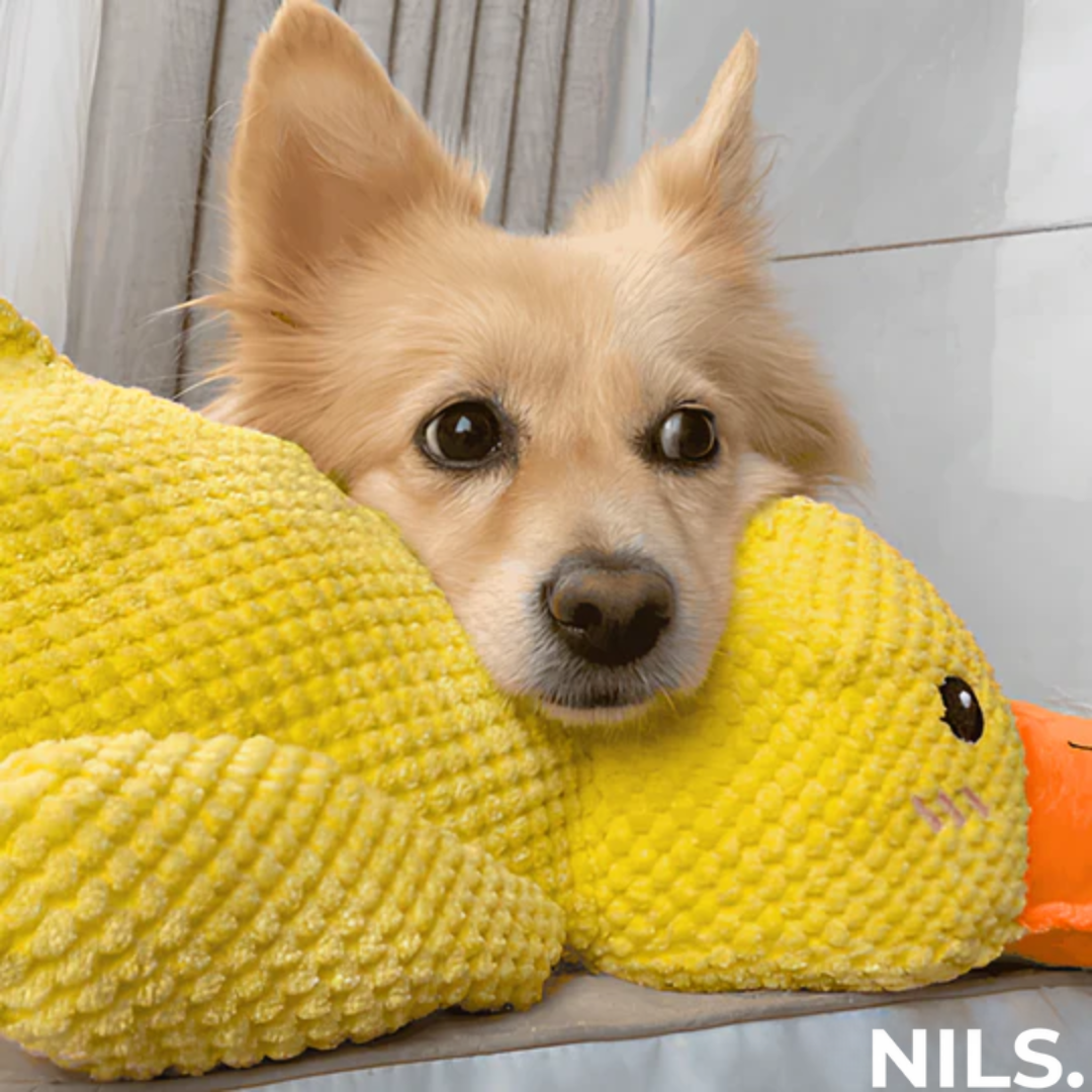 Serenosole™ CalmBuddy Anti-Stress Ente Hundespielzeug | Das ultimative Kuschelspielzeug für einen stressfreien Hund | Bester Stresskiller für Hunde 2024